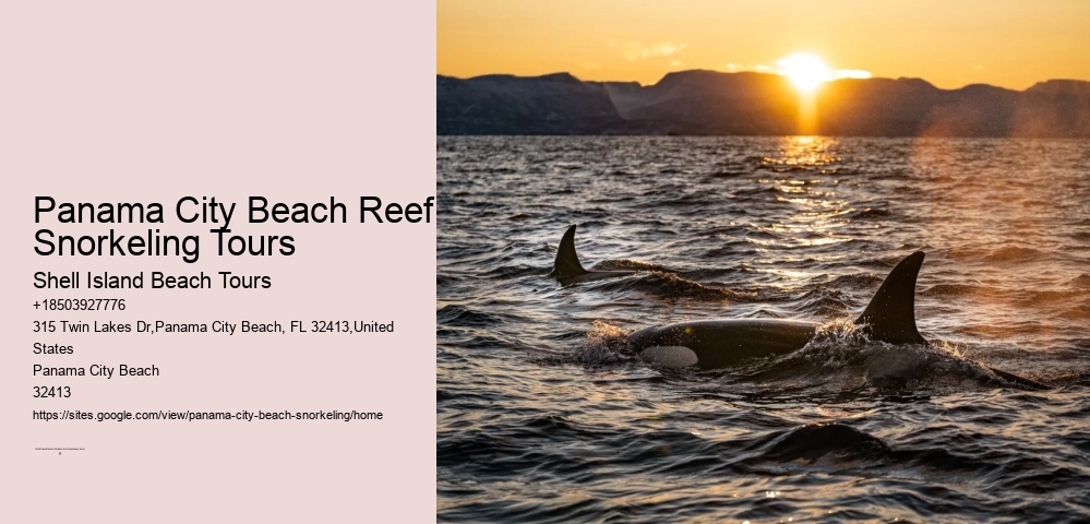 Panama City Beach Reef Snorkeling Tours