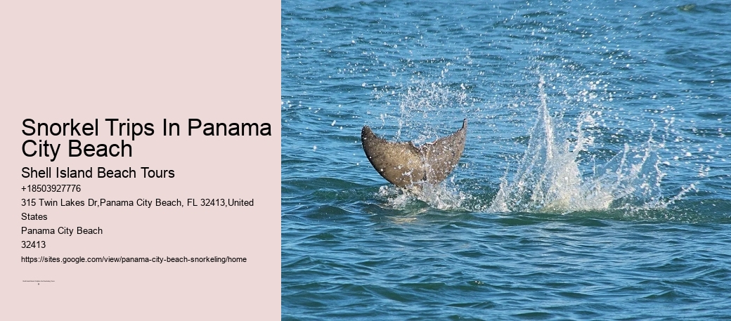 Snorkel Tours | Fun In Panama City Beach