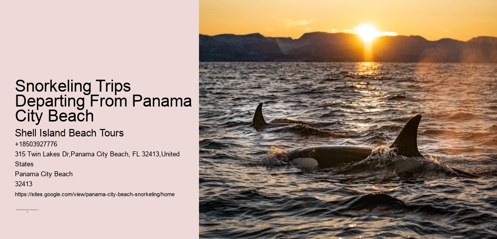 Panama City Beach Is One Of The Top Destinations For Snorkeling In The Country