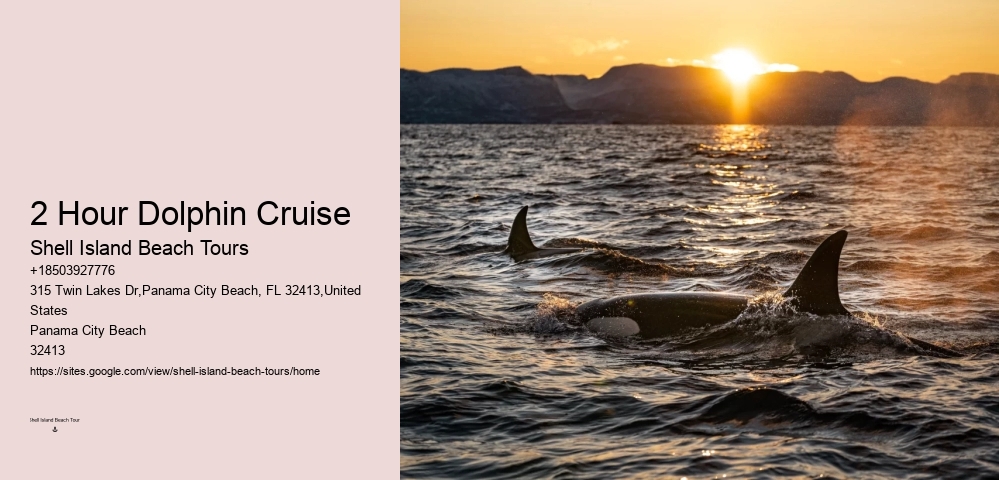 Exclusive Dolphin Discovery and Snorkeling Trips
