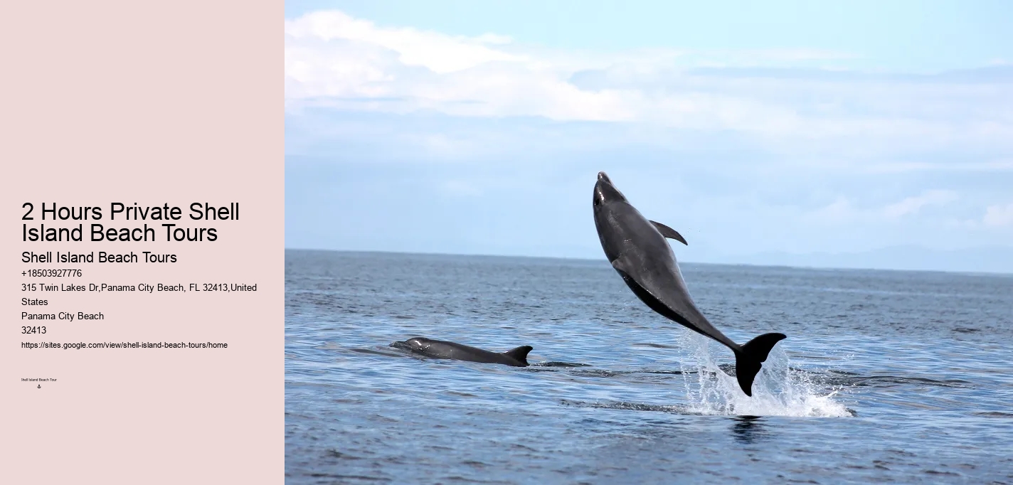 What Is The Best Time To See Dolphins In Panama City Beach
