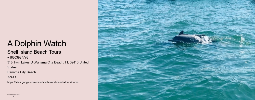 A Dolphin Watch