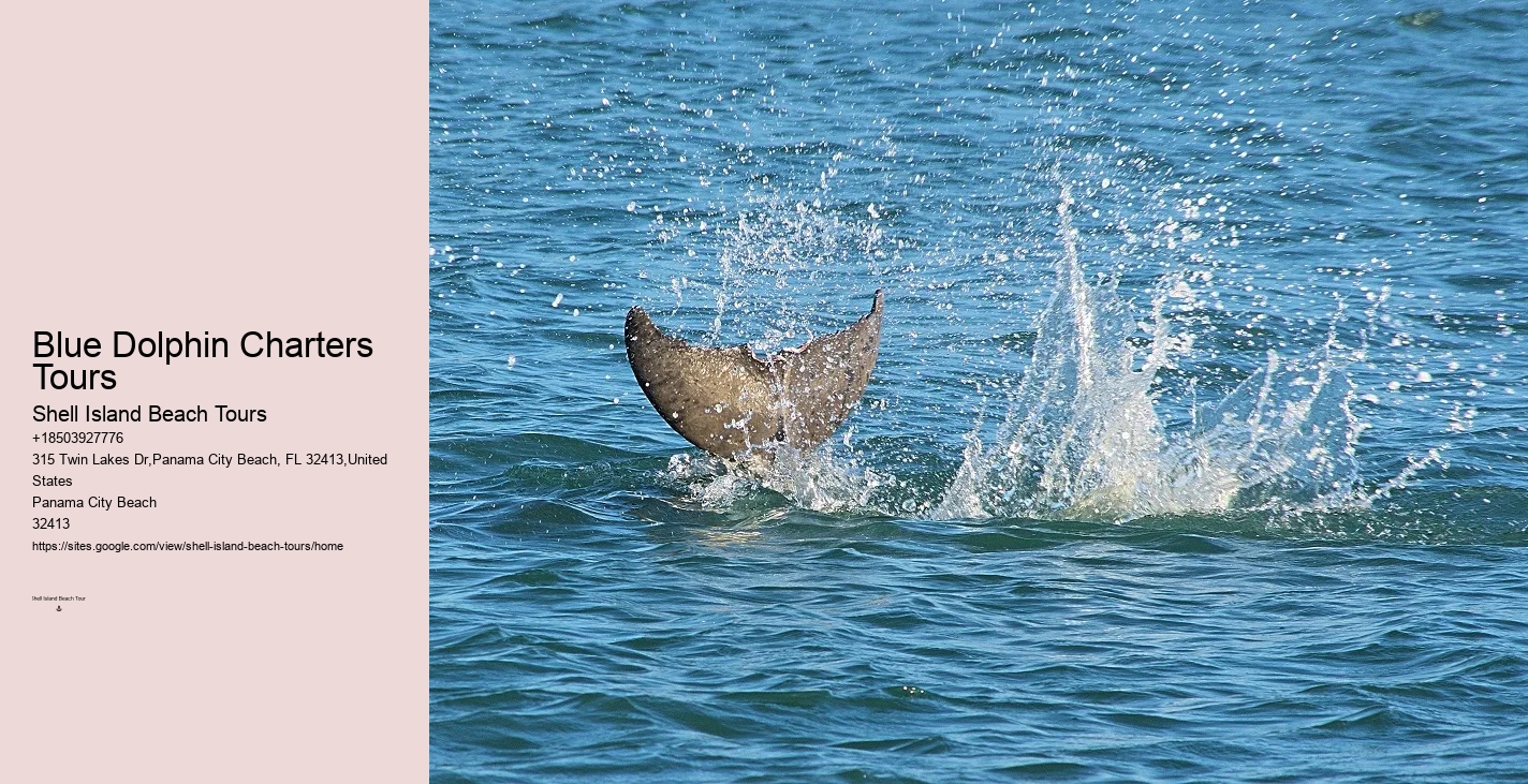 Salty Fins Dolphin And Snorkeling Tours