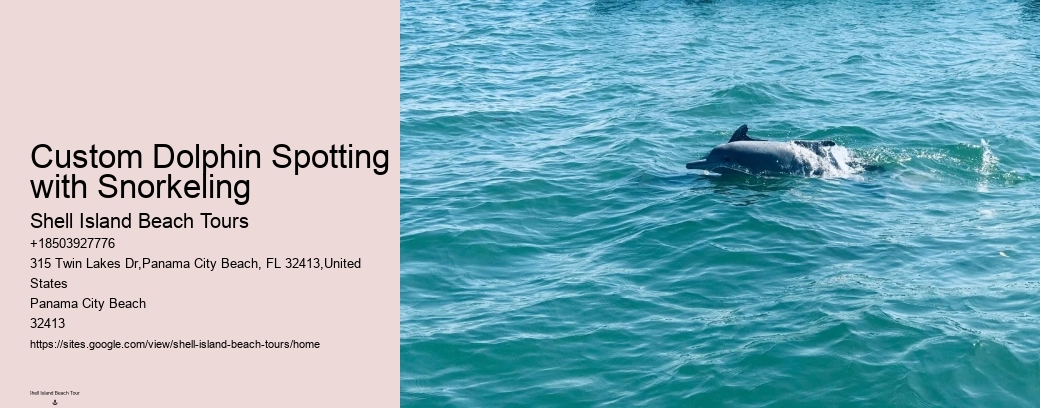 Custom Dolphin Spotting with Snorkeling