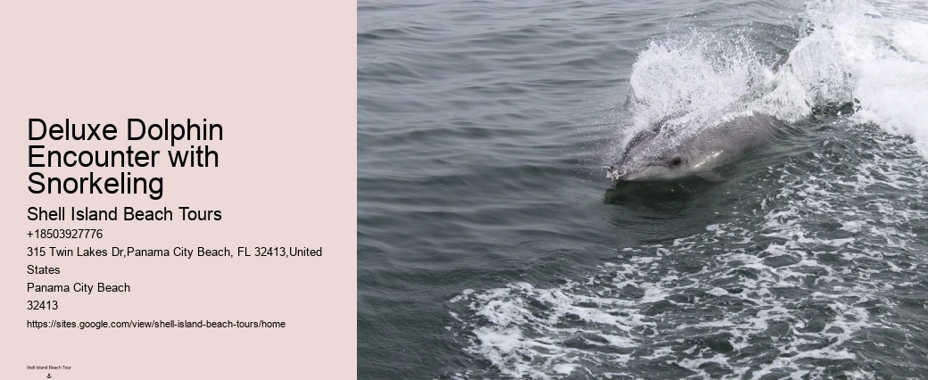 Split Adrenaline-pumping Dolphin And Snorkeling Adventures