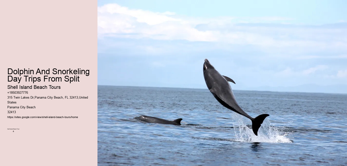Split Unforgettable Dolphin And Snorkeling Experiences