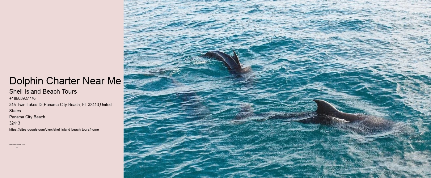 What Should You Know Before Swimming With Dolphins