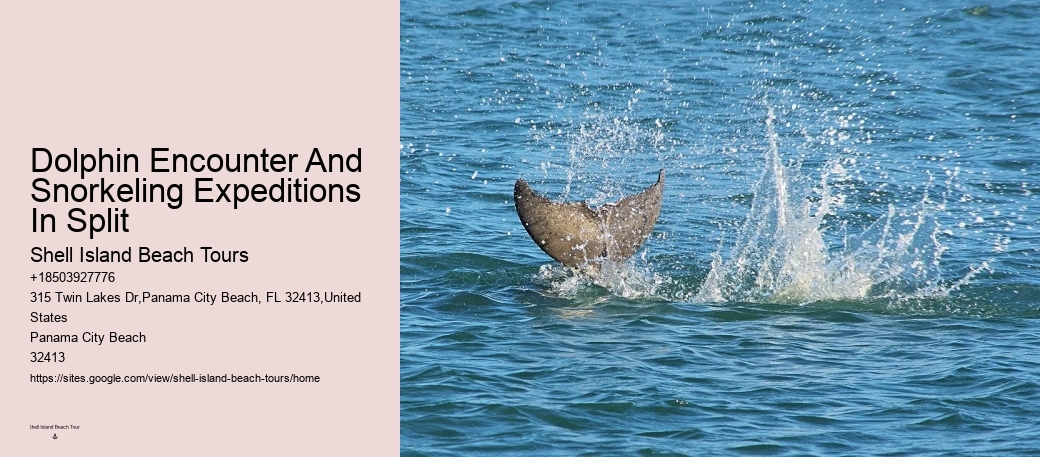 Secluded Dolphin Encounter with Snorkeling