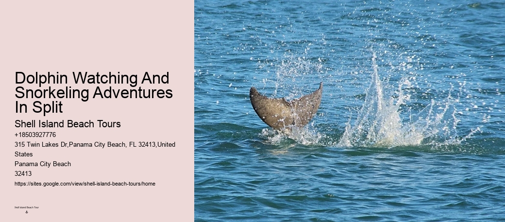 Panama City Beach dolphin boat trips
