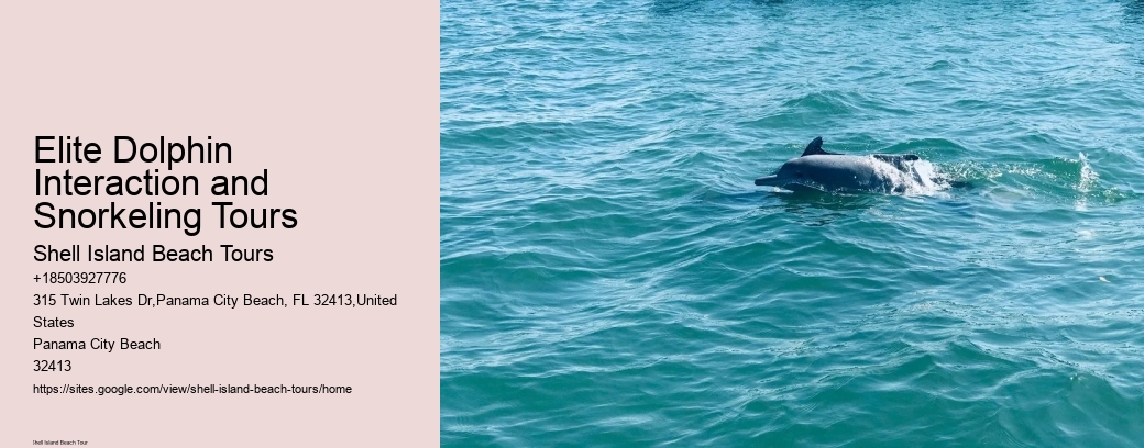 Elite Dolphin Interaction and Snorkeling Tours