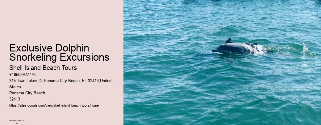 Exclusive Dolphin Snorkeling Excursions