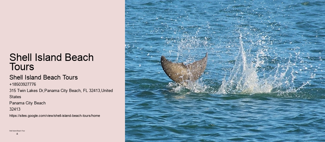 Panama City Beach dolphin discovery experiences