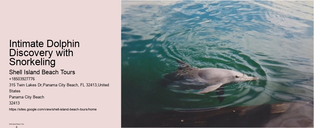 Dolphin Encounter