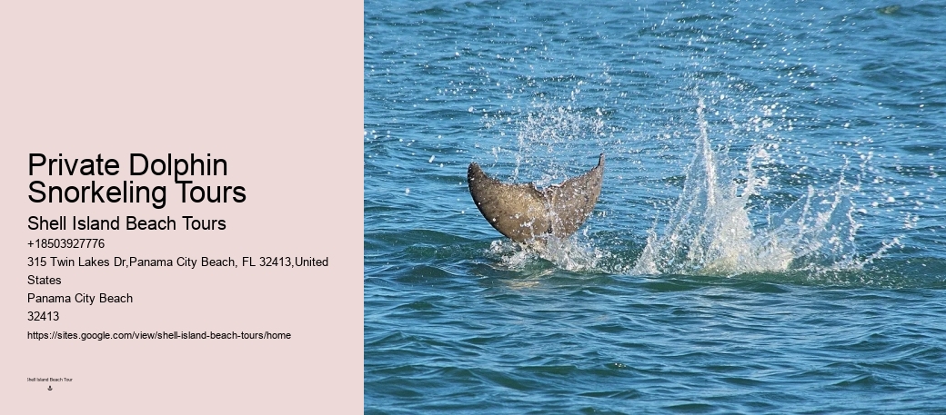 What Is The Best Time Of Day To Go On A Dolphin Tour