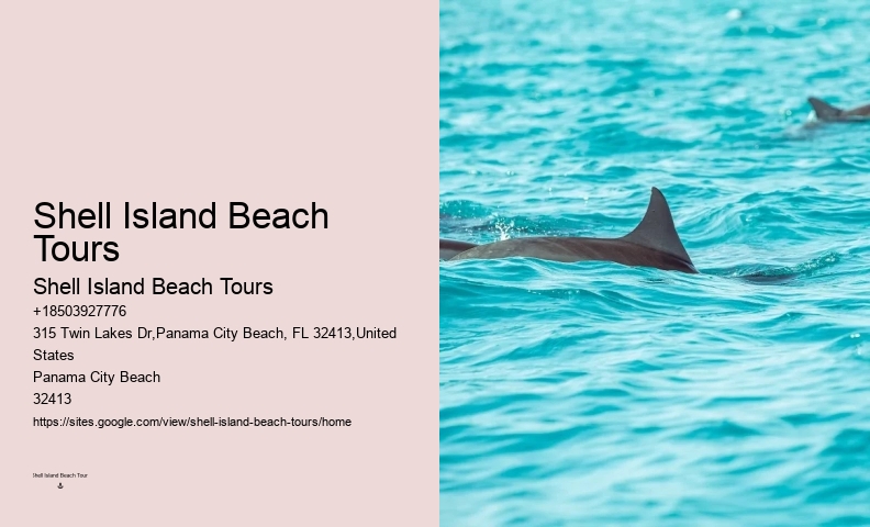 Custom Dolphin Spotting with Snorkeling