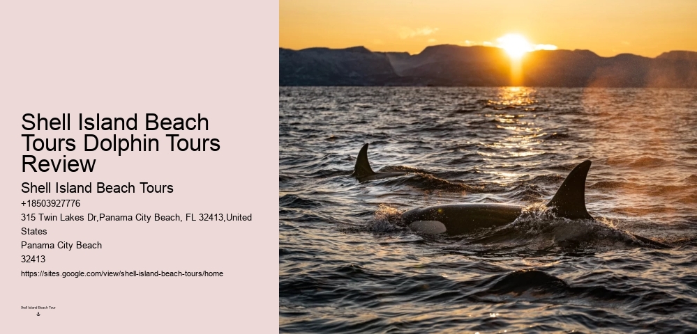 VIP Dolphin Discovery with Snorkeling