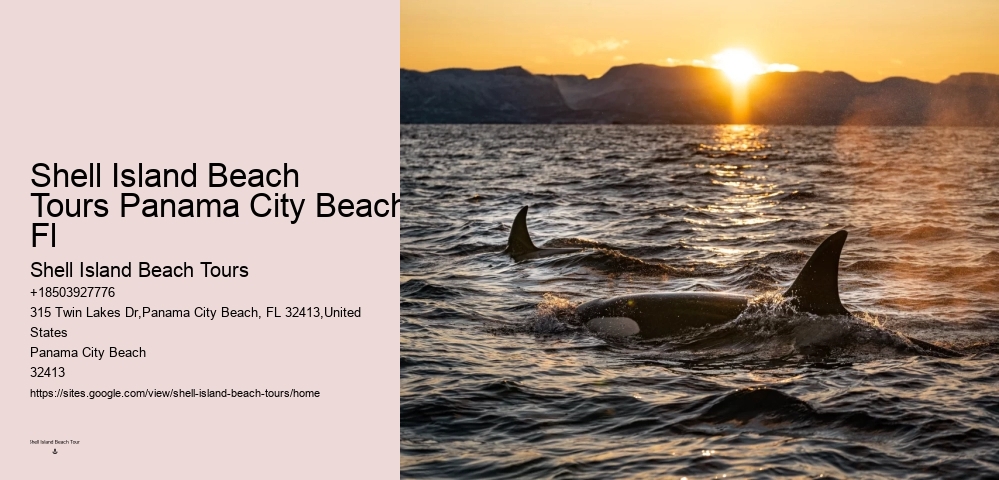 Are there any restrictions on interactions with dolphins during the tours in Panama City Beach