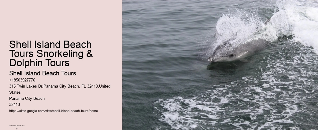 Individual Dolphin Expedition with Snorkeling