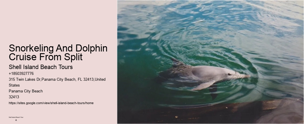 Exclusive Dolphin Expedition and Snorkeling