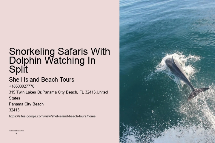 What is the best time of year to go on a dolphin tour in Panama City Beach