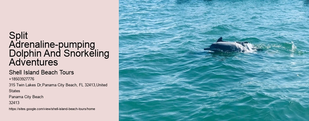 Split Adrenaline-pumping Dolphin And Snorkeling Adventures