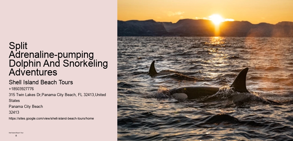Where Is The Best Place To See Dolphins In The World