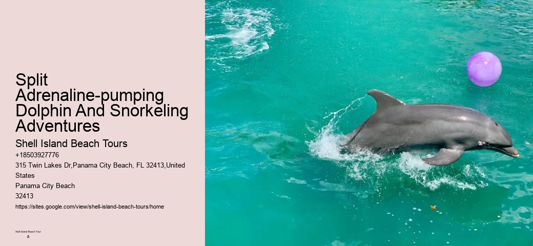 Individual Dolphin Watching and Snorkeling Trips