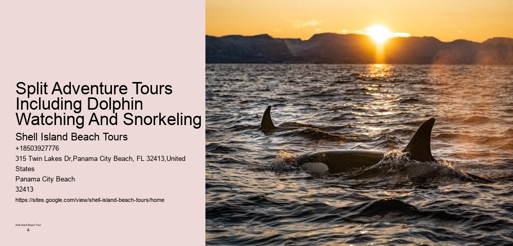 Dolphin Boat Cruises in Panama City Beach
