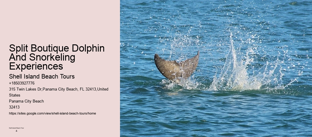 Dolphin Sightseeing