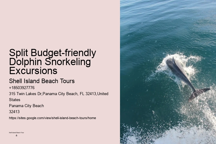 Premium Dolphin Expedition with Snorkeling