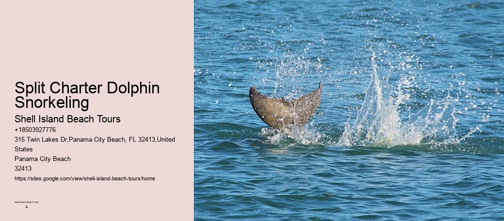 Secluded Dolphin Encounter and Snorkeling Experience