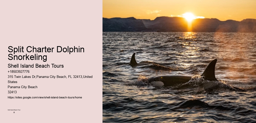 Tailored Dolphin Discovery and Snorkeling Adventures