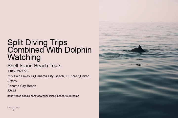 Exclusive Dolphin Snorkeling Excursions