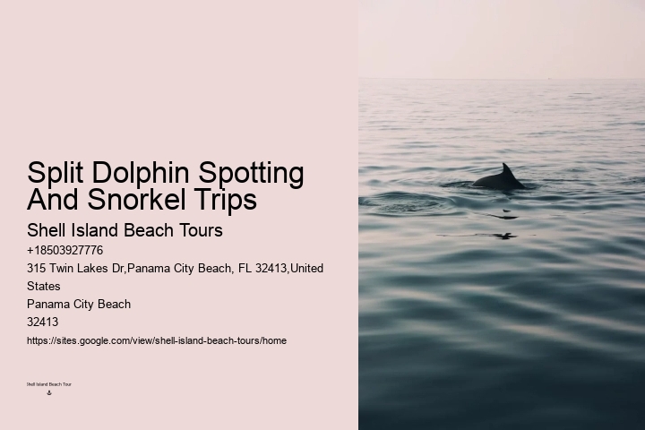What To Do If A Dolphin Approaches You