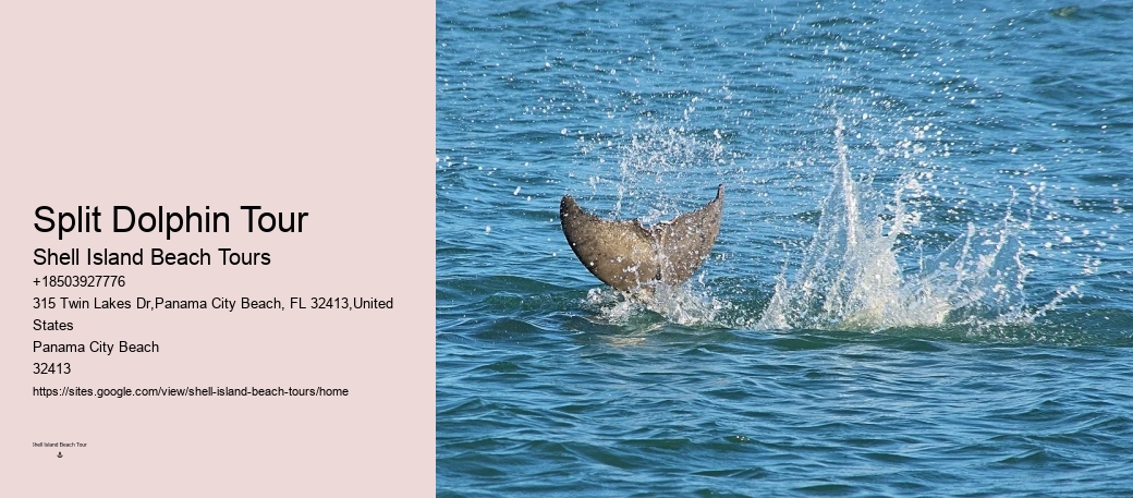 Panama City Beach dolphin exploration voyages