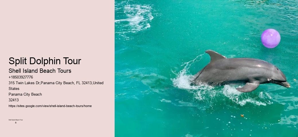 What is the duration of the dolphin watching portion of the tour