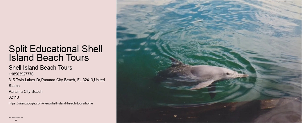Bespoke Dolphin Spotting and Snorkeling Tours