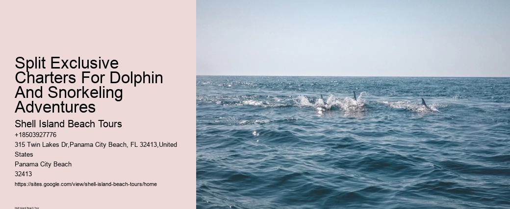 Dolphin Boat Charter