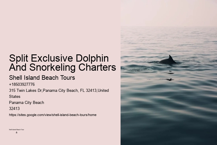 A Dolphin Watch