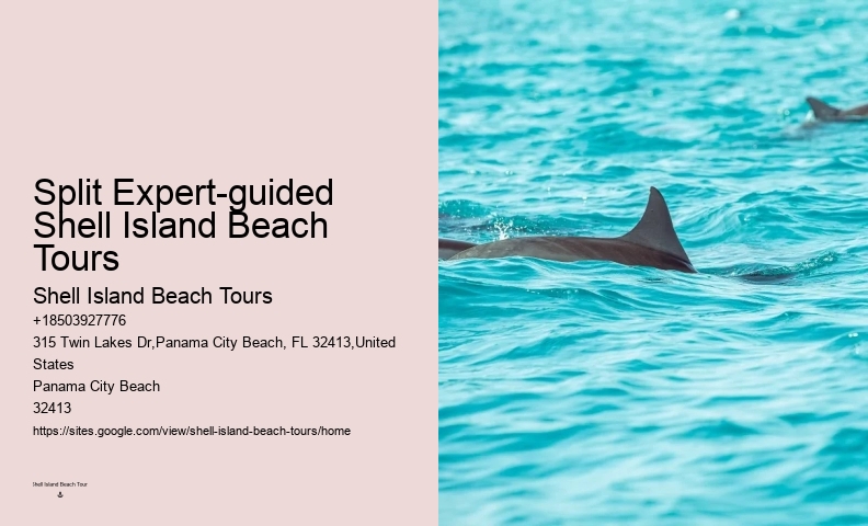 9 Great Dolphin Tours In Panama City Beach