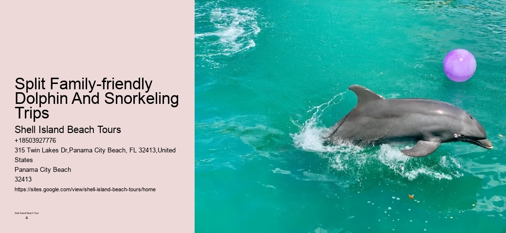 Shell Island Dolphin