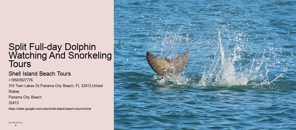 Custom Dolphin Swim and Snorkeling Trips