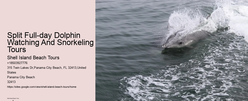 Customized Dolphin Exploration and Snorkeling Adventures