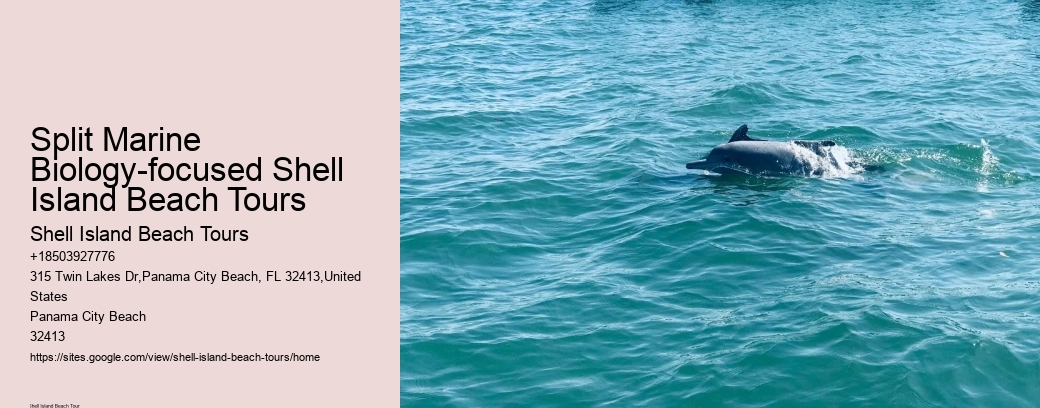 Split Marine Biology-focused Shell Island Beach Tours