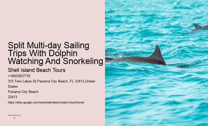 What Time Of Day Are Dolphins Most Active