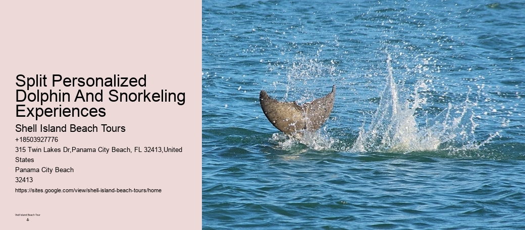 Dolphin Tours & Snorkeling Tours