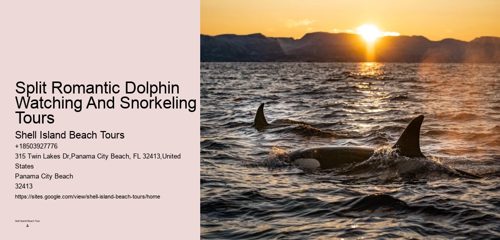 Split Private Charters For Dolphin And Snorkeling