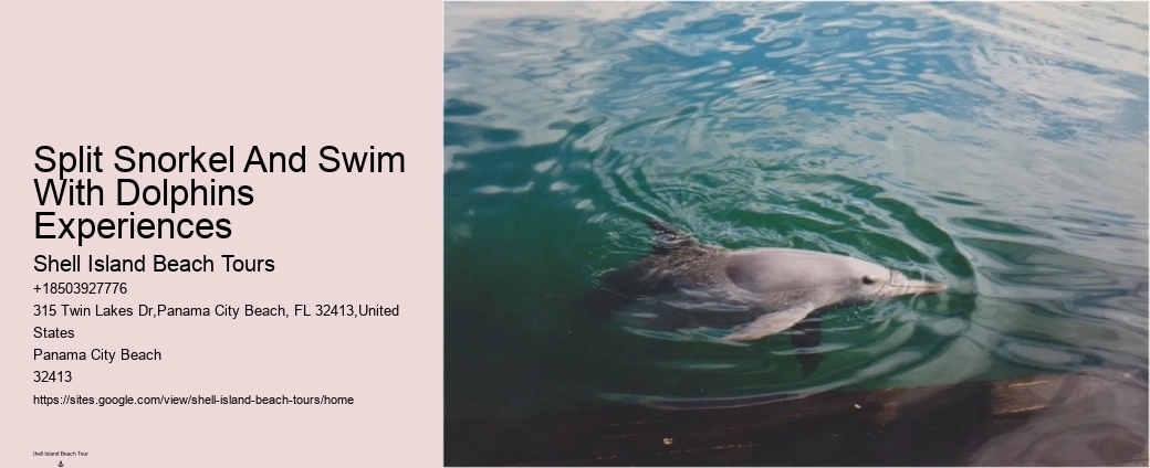 Bespoke Dolphin Spotting and Snorkeling