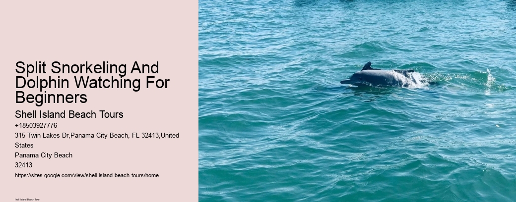 Split Snorkeling And Dolphin Watching For Beginners