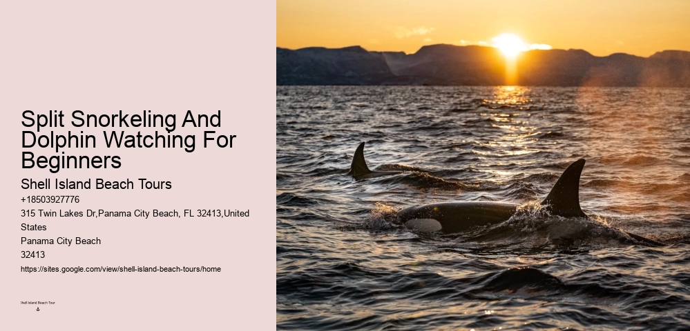 Intimate Dolphin Discovery with Snorkeling